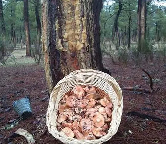 Holiday home La Gala *